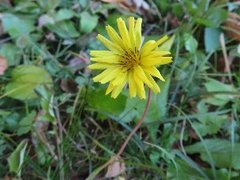 小山内裏公園231204オオジシバリ (1)-thumb-240xauto-110087