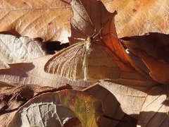 小山内裏公園231204クロスジフユエダシャク-thumb-240xauto-110088