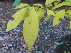 小山内裏公園231204クロモジ (1)-thumb-240xauto-110092