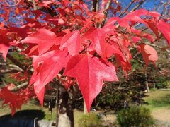 小山内裏公園231204トウカエデ (1)-thumb-240xauto-110095