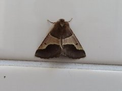 小山内裏公園231204ニトベエダシャク-thumb-240xauto-110089
