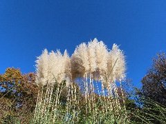 小山内裏公園231204パンパスグラス (1)-thumb-240xauto-110086