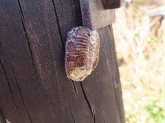 小山内裏公園231210ハラビロカマキリの卵-thumb-240xauto-110215