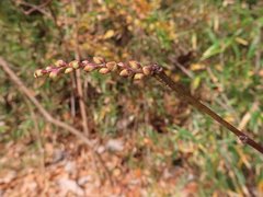 小山内裏公園231218キブシ冬芽 (1)-thumb-240xauto-110345