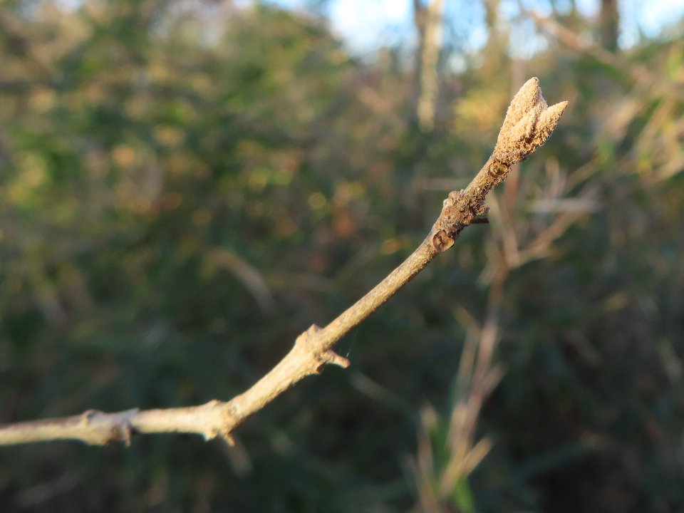 小山内裏公園240112ヤブムラサキの冬芽 (1)