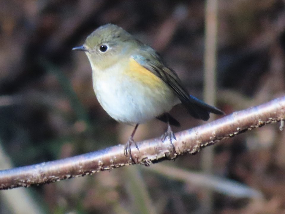 小山内裏公園240112ルリビタキ♀タイプ)