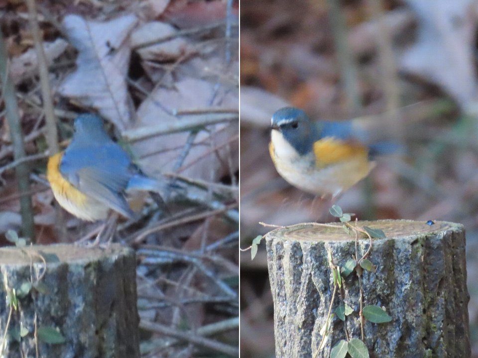 小山内裏公園240112ルリビタキ♂