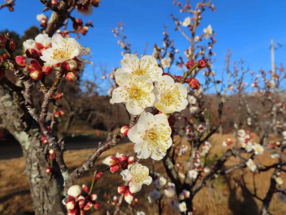 小山内裏公園240122白梅 (1)