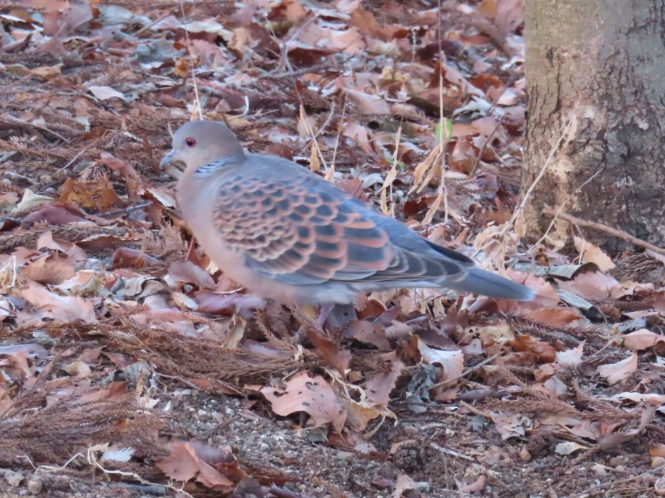 小山内裏公園240129キジバト