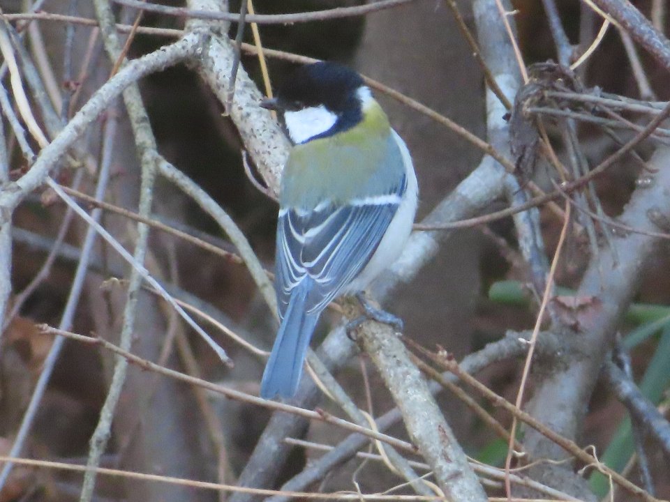 小山内裏公園240129シジュウカラ (1)