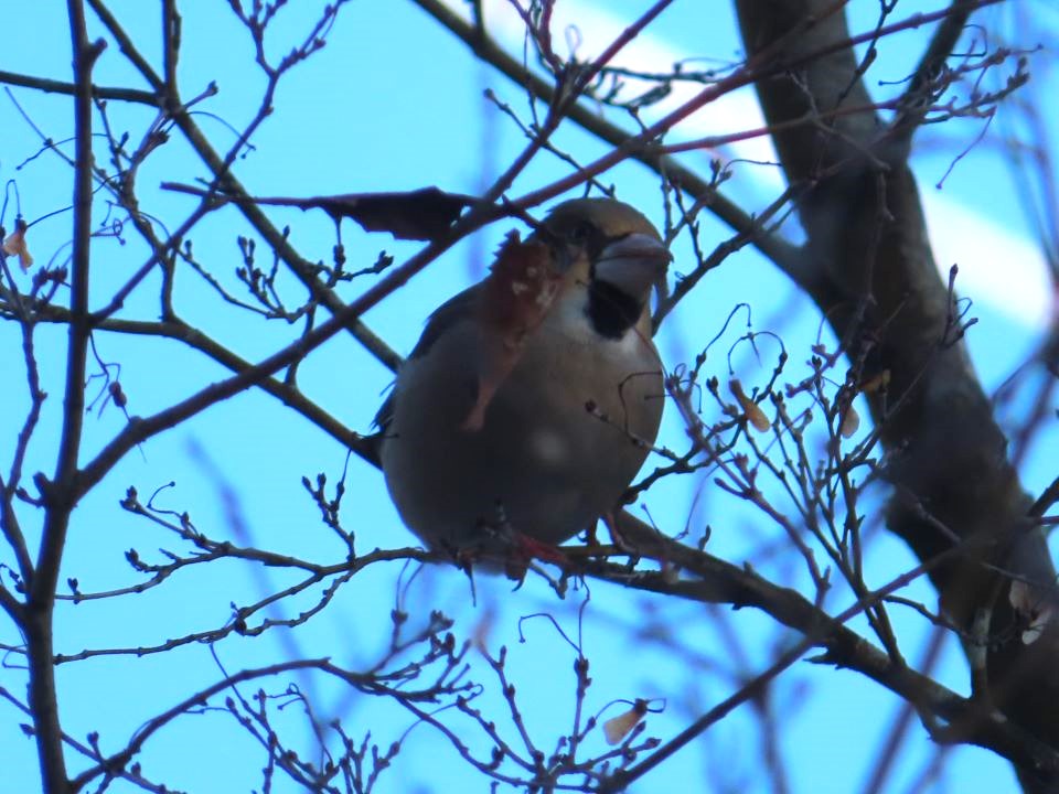 小山内裏公園240207シメ