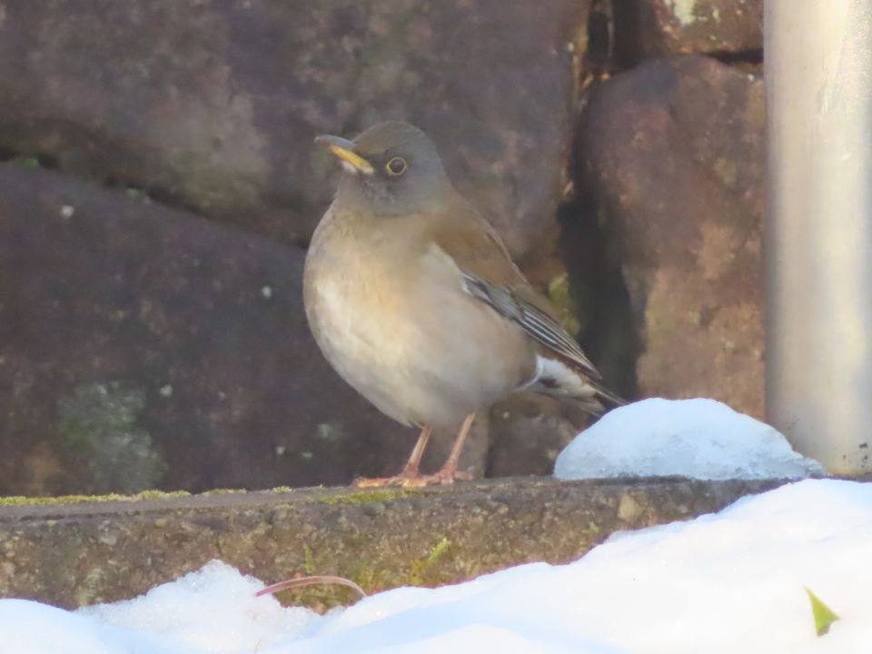 小山内裏公園240207シロハラ
