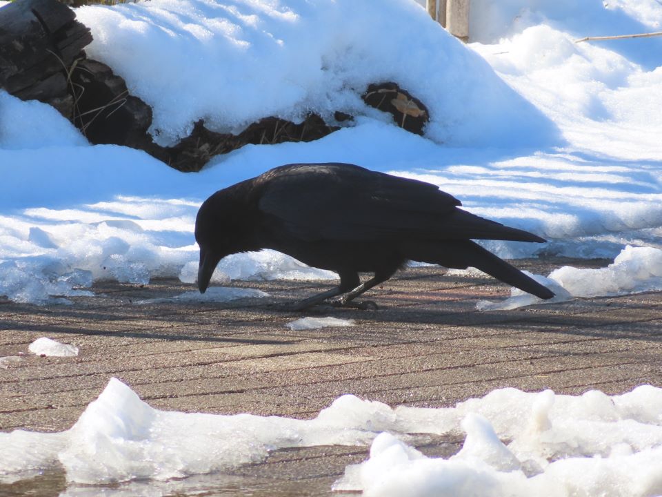 小山内裏公園240207ハシボソガラス