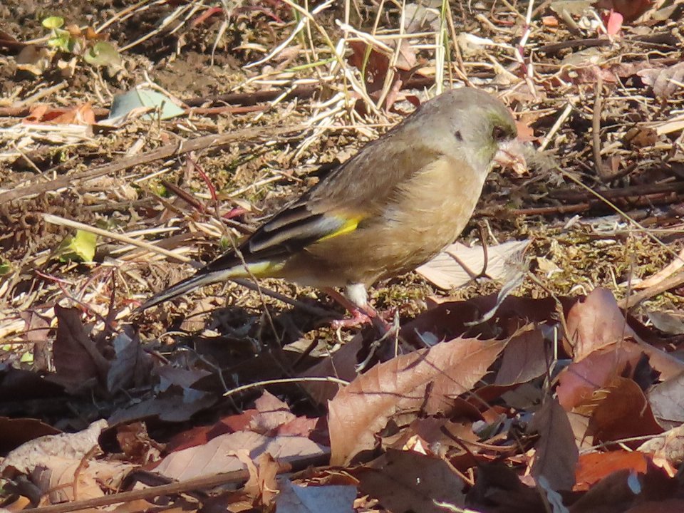 小山内裏公園240211カワラヒワ