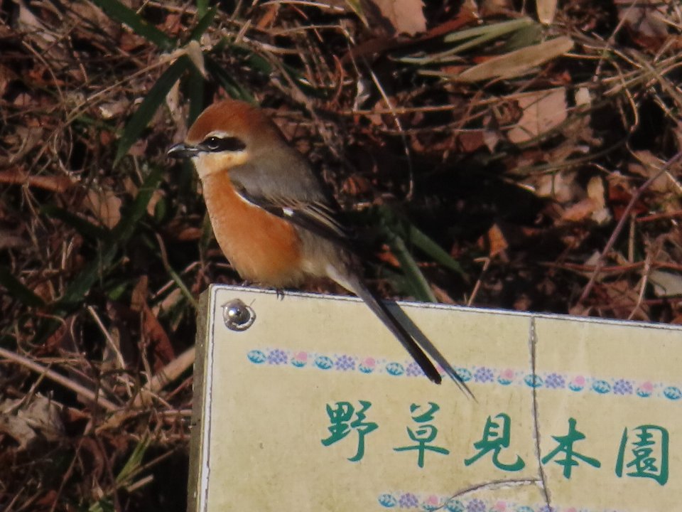 小山内裏公園240211モズ♂ (1)
