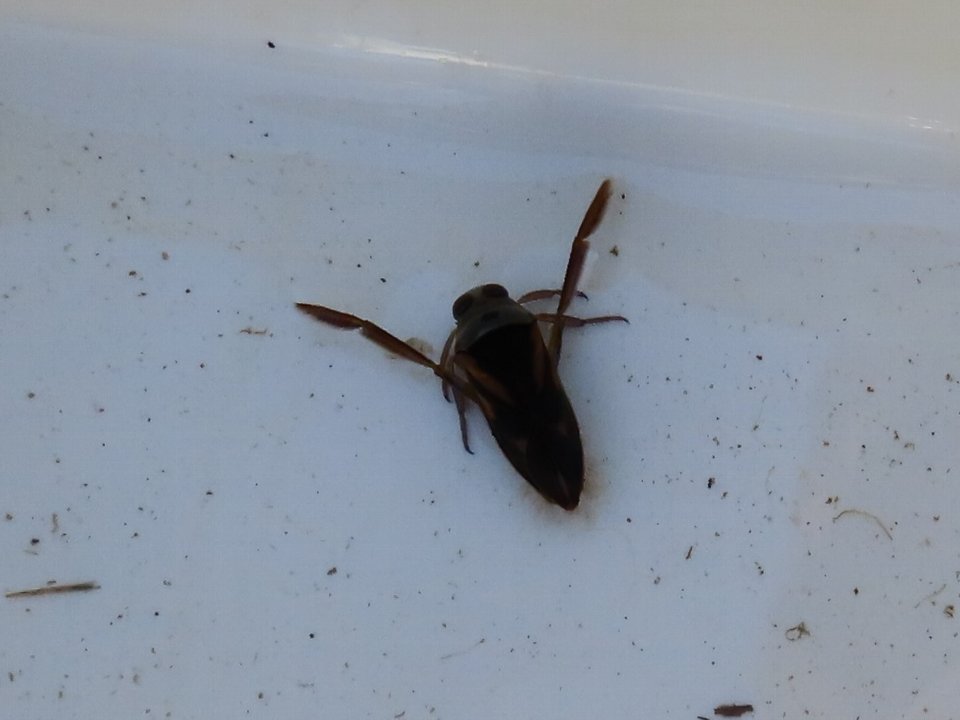 小山内裏公園240224マツモムシ