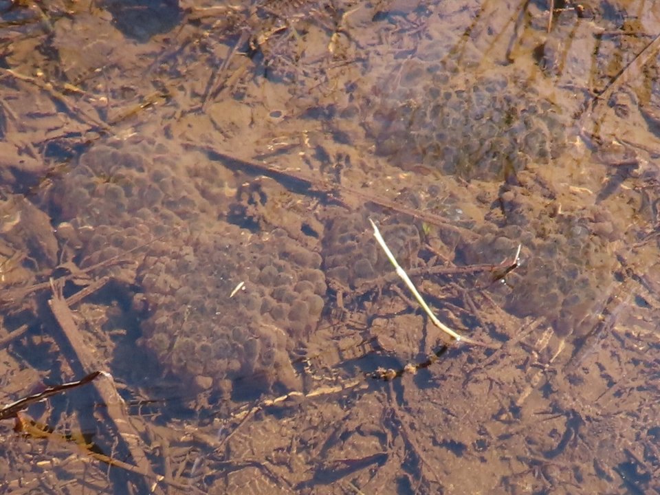 小山内裏公園240224津島谷戸ヤマアカガエル卵塊