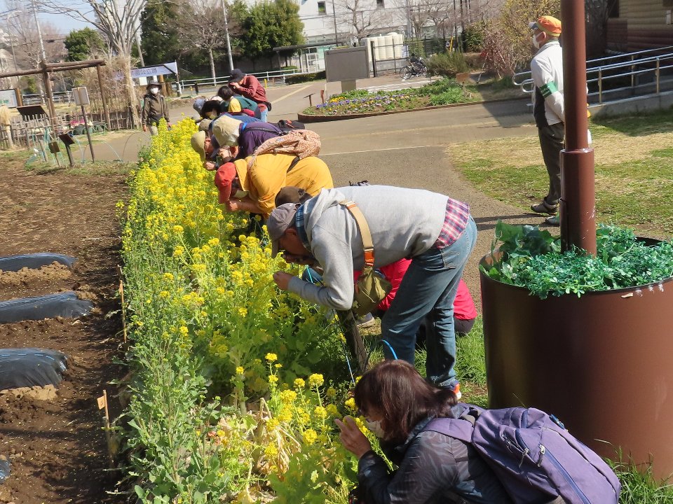 小山内裏公園240317春の植物観察会 (6)