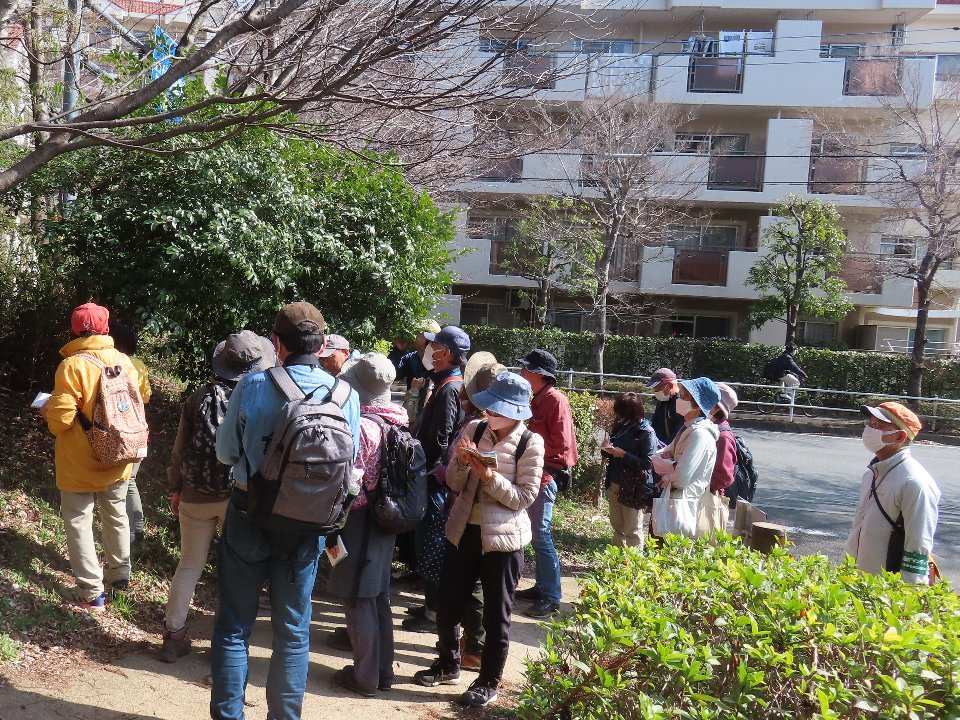 小山内裏公園240317春の植物観察会 (7)