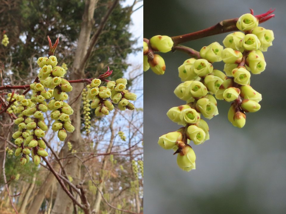 小山内裏公園240324キブシ雄花雄花