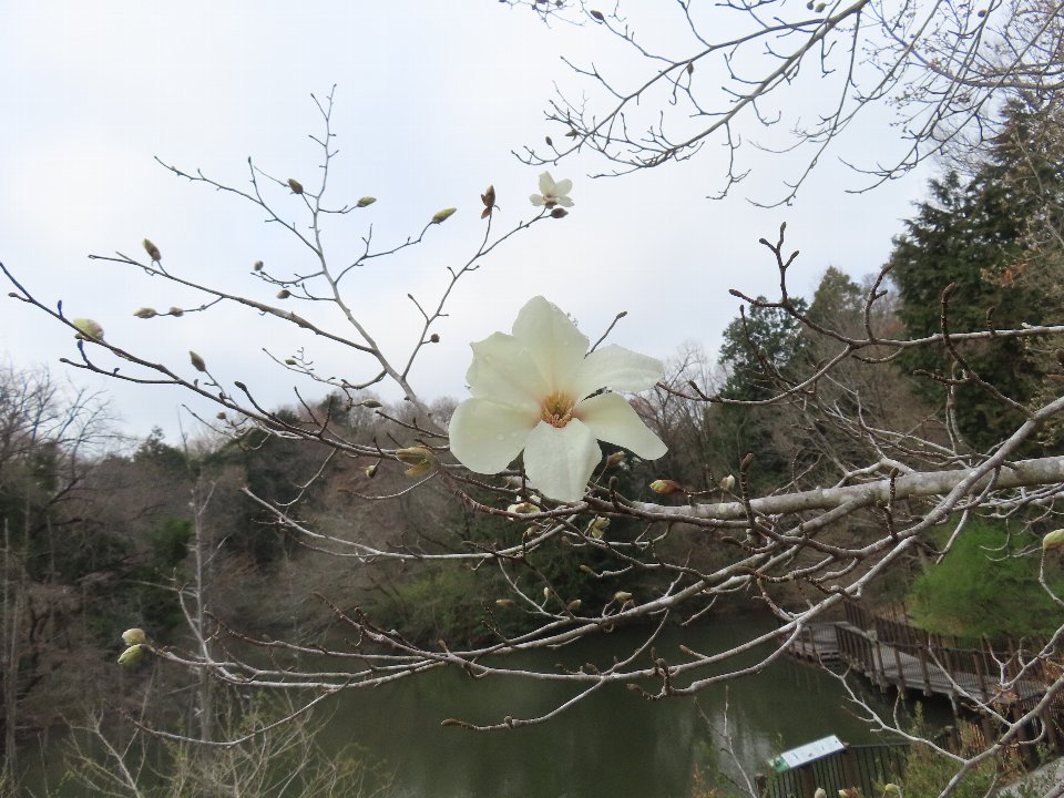 小山内裏公園240401コブシ (1)