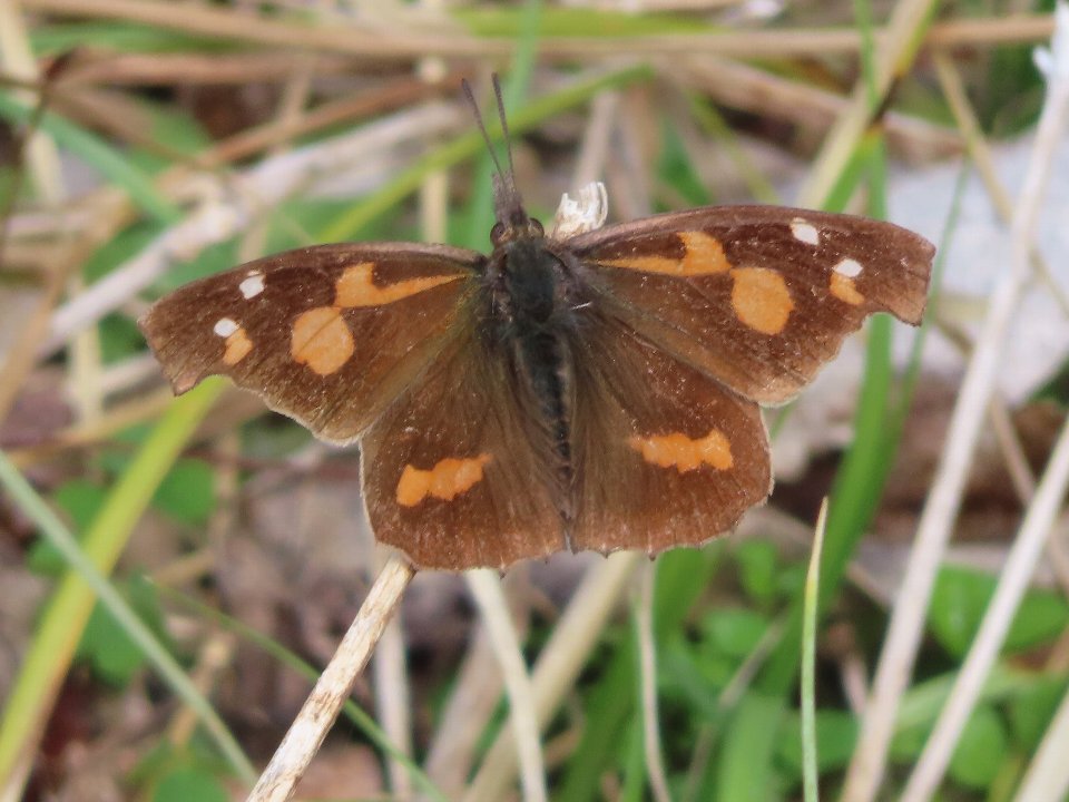 小山内裏公園240401テングチョウ