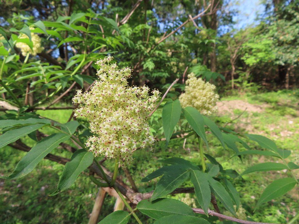 小山内裏公園240420ニワトコ (1)