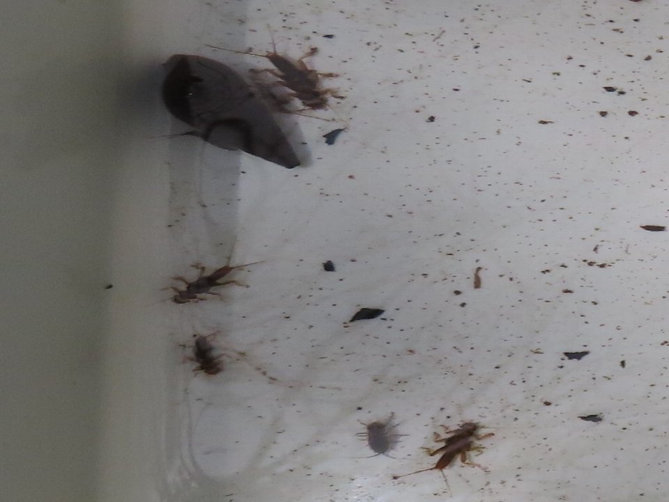 小山内裏公園240420春のサンクチュアリツアー大田切北の生きもの
