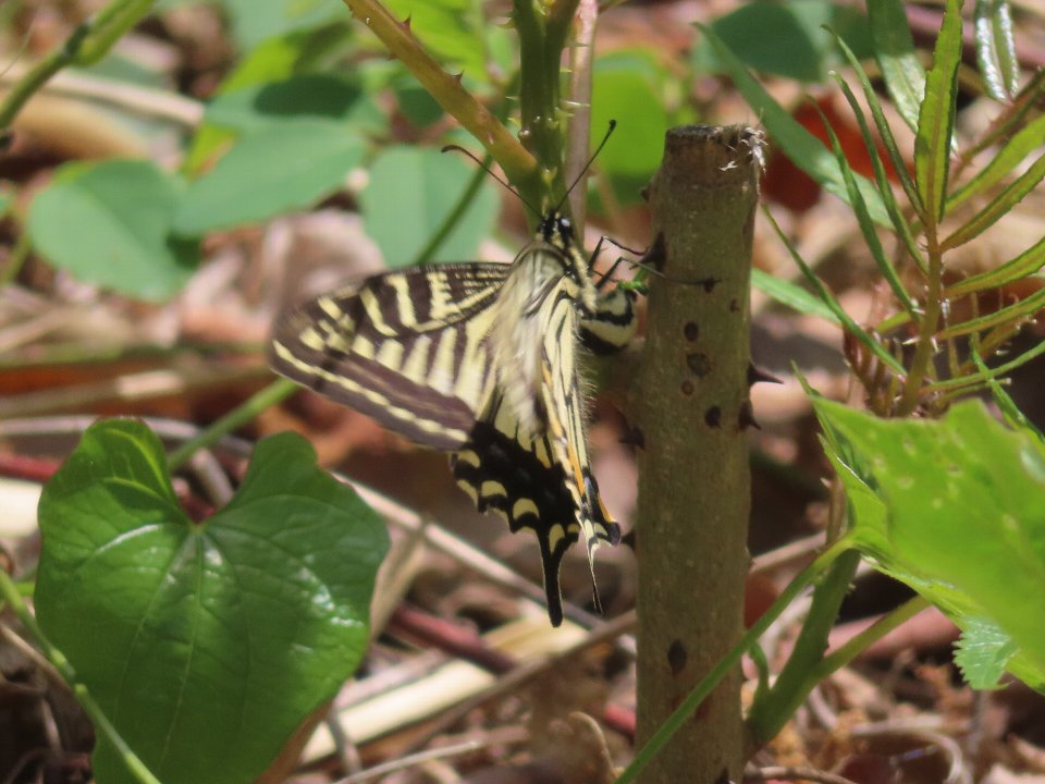 小山内裏公園240426アゲハチョウの産卵