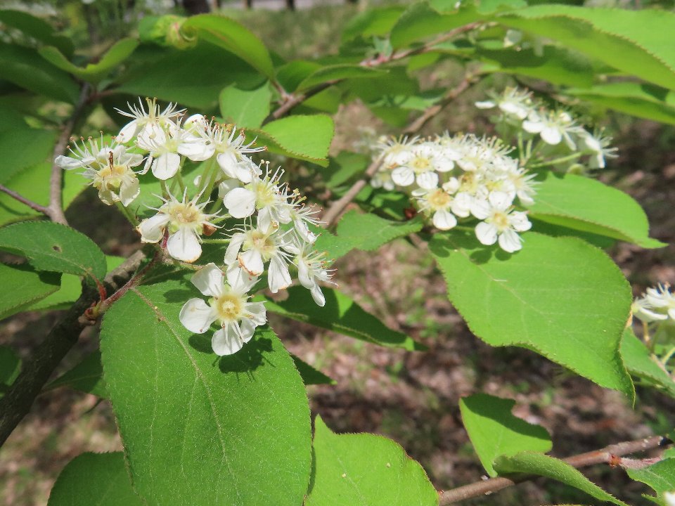 小山内裏公園240426カマツカ (1)