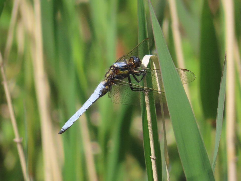 小山内裏公園240426シオヤトンボ♂