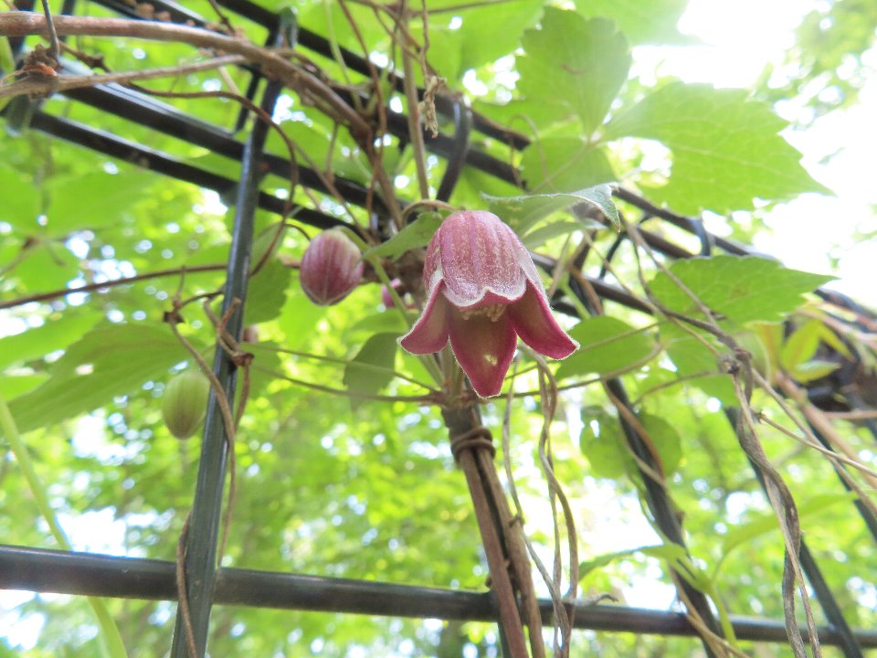 小山内裏公園240426ハンショウヅル (1)