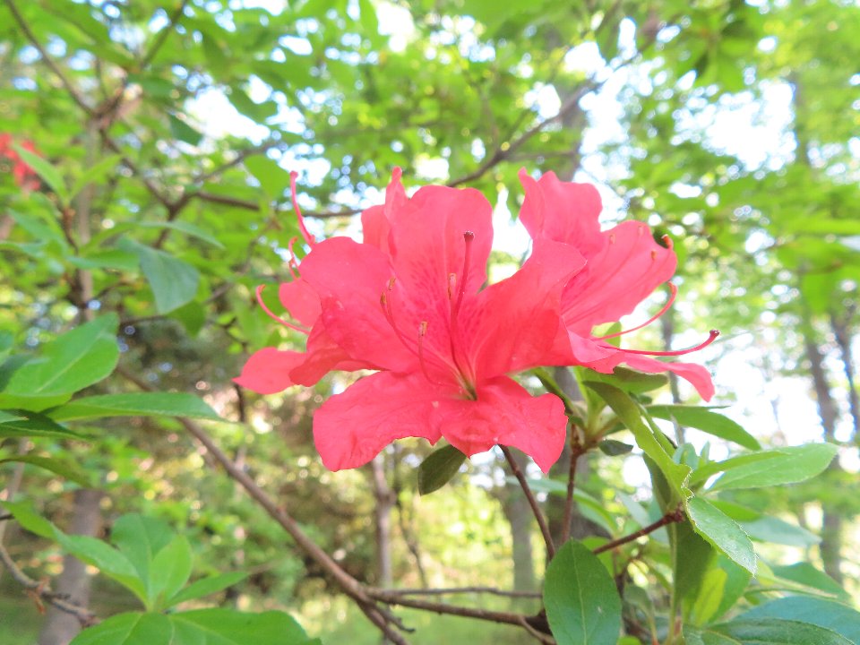 小山内裏公園240426ヤマツツジ (1)