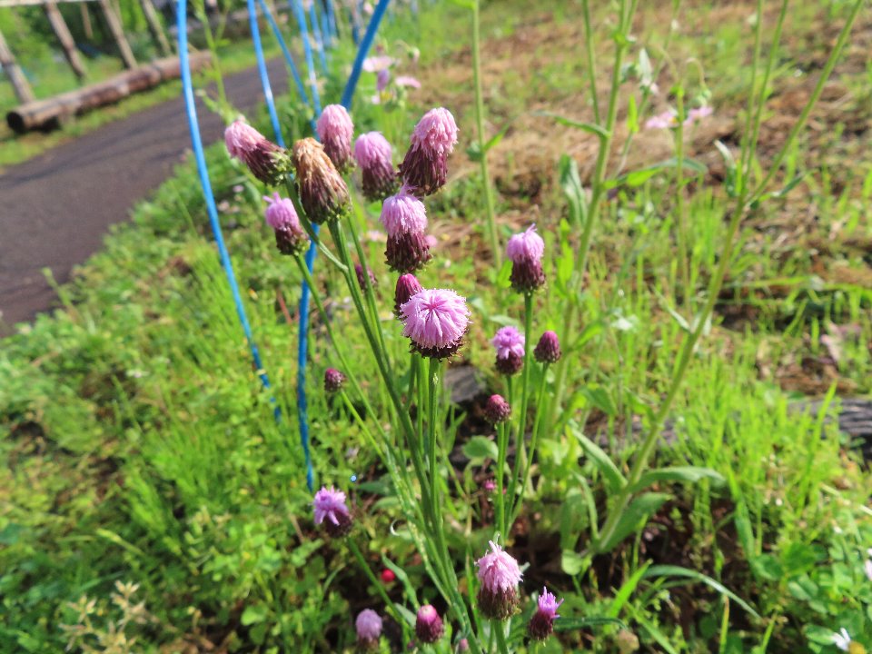 小山内裏公園240502キツネアザミ (1)