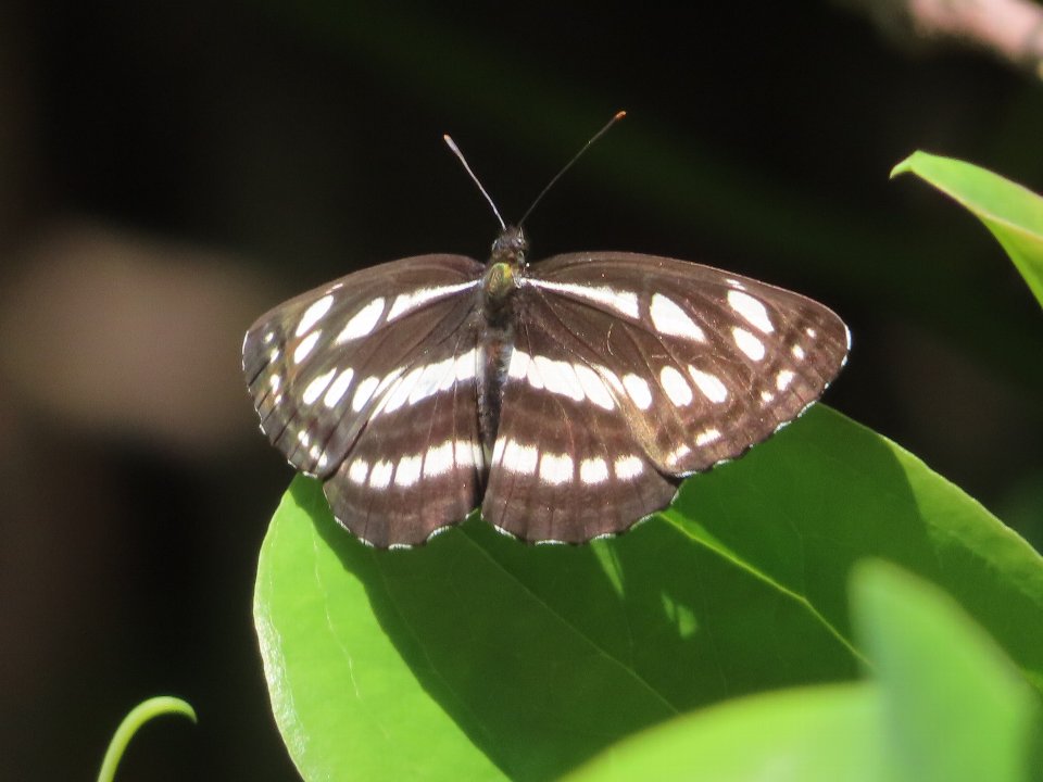 小山内裏公園240502コミスジ