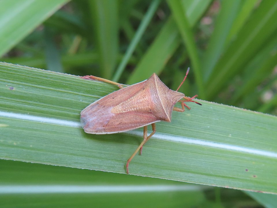 小山内裏公園240604エビイロカメムシ