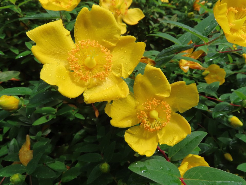 小山内裏公園240604キンシバイ (1)