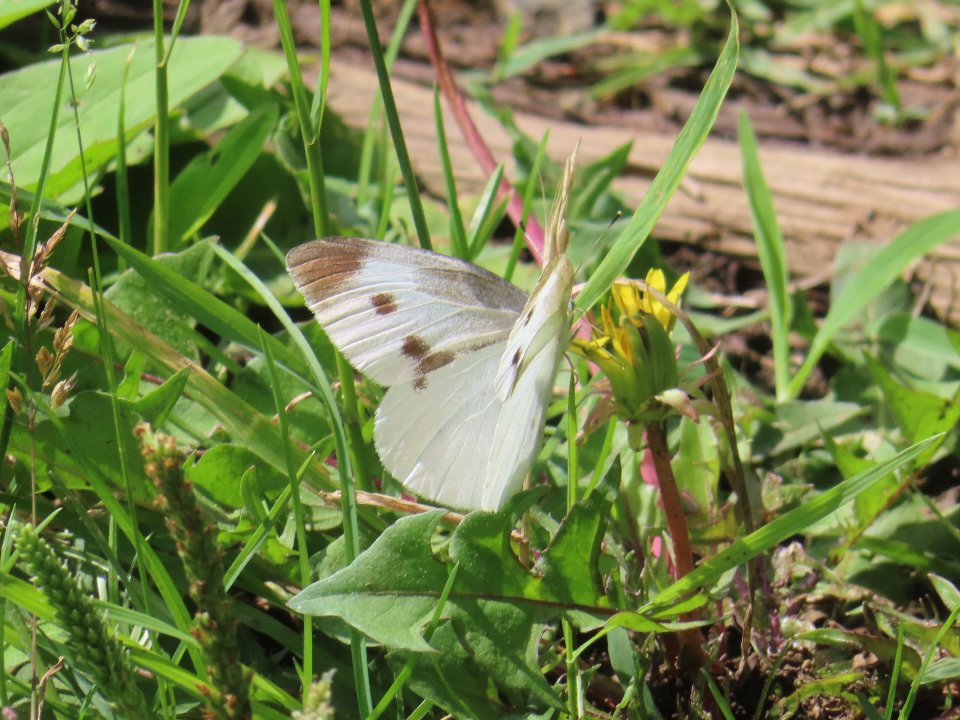 小山内裏公園240604モンシロチョウ