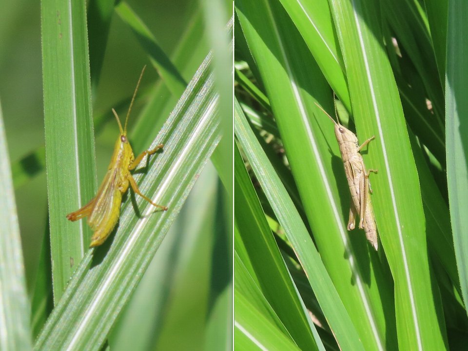 小山内裏公園240611ナキイナゴ♂♀