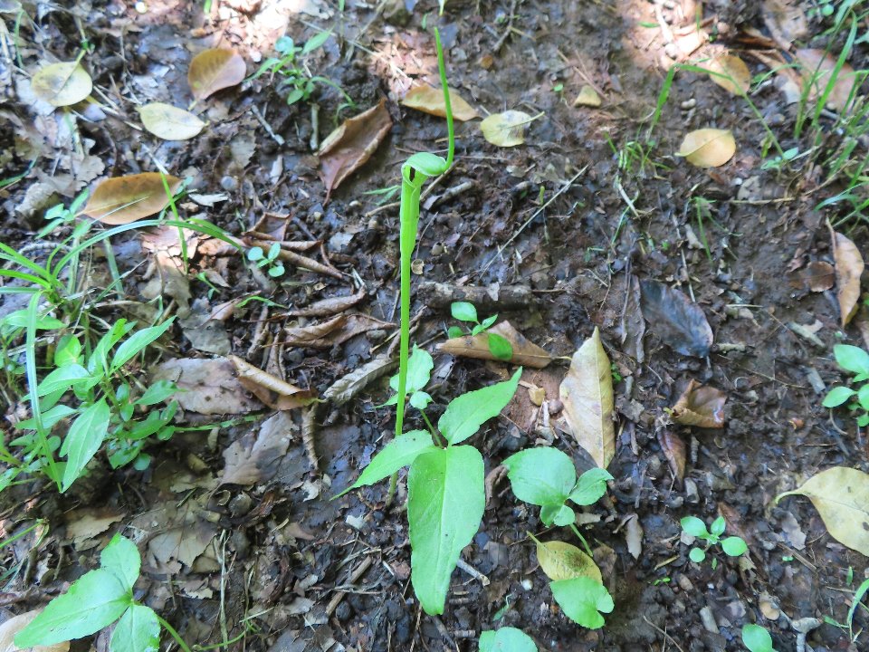 小山内裏公園240619カラスビシャク (2)