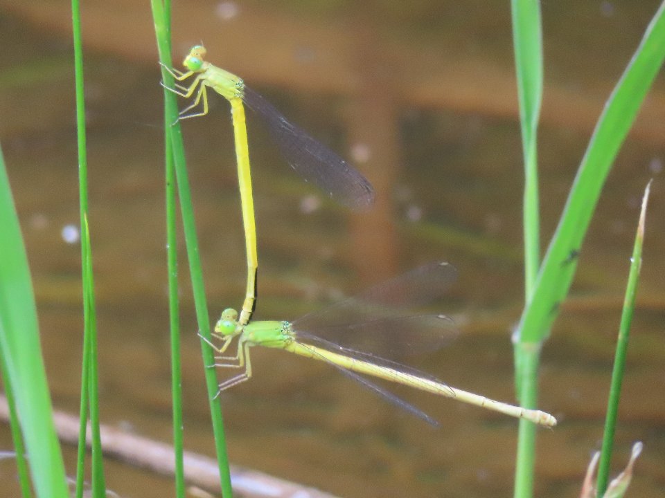 小山内裏公園240625キイトトンボ (2)