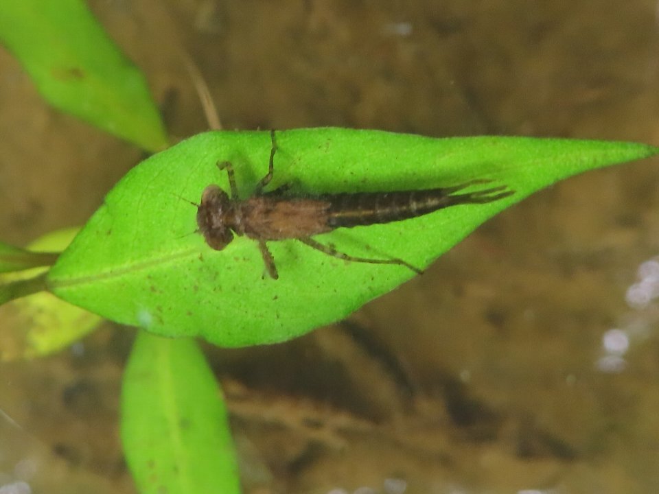 小山内裏公園240625キイトトンボのヤゴ2