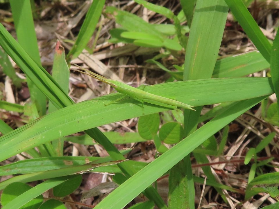 小山内裏公園240625ショウリョウバッタモドキ幼虫