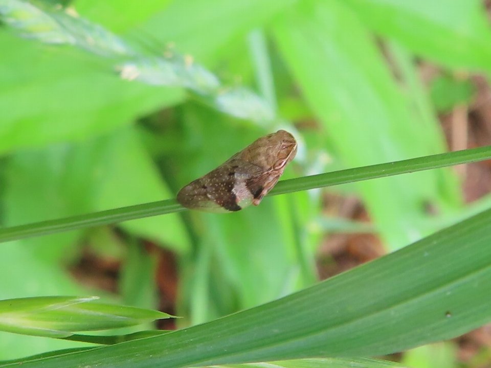 小山内裏公園240625シロオビアワフキ