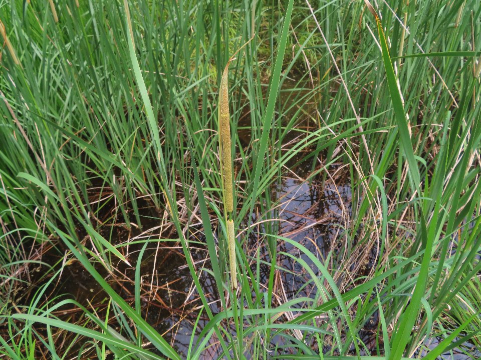 小山内裏公園240625ヒメガマ (1)