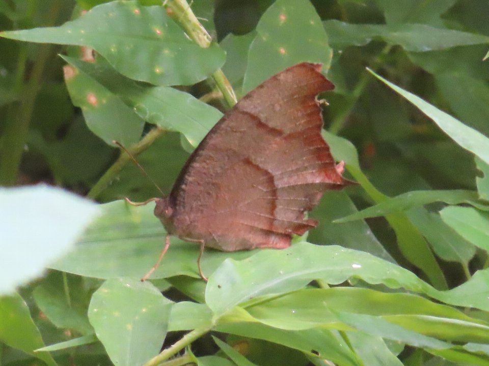小山内裏公園240703クロコノマチョウ