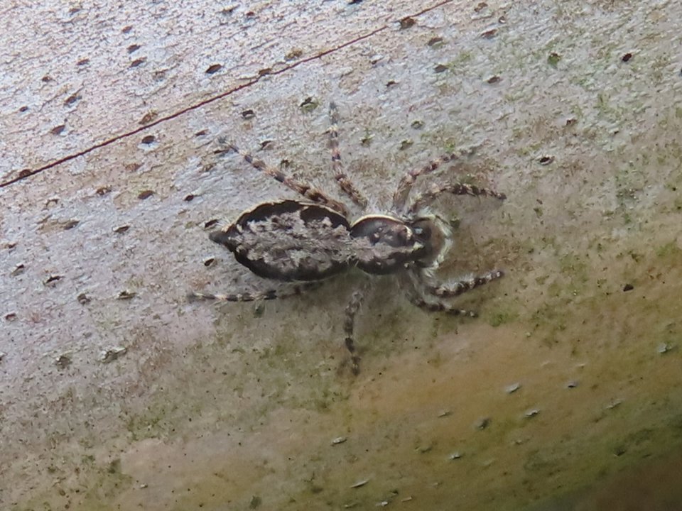 小山内裏公園240703シラヒゲハエトリ♀