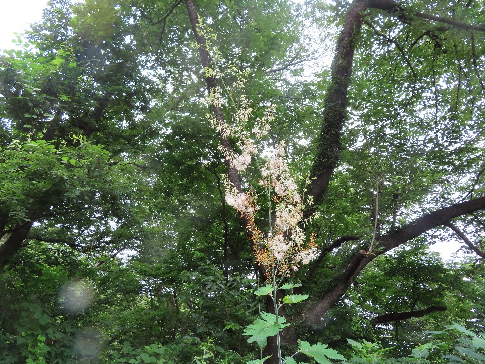 小山内裏公園240703タケニグサ (1)