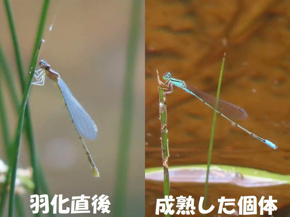 小山内裏公園240703ホソミイトトンボ