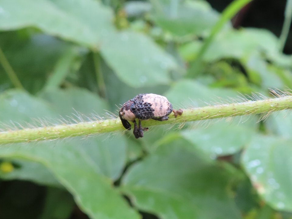 小山内裏公園240712オジロアシナガゾウムシ